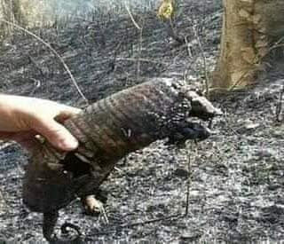 Đám cháy tại rừng Amazon đã lan kỷ lục